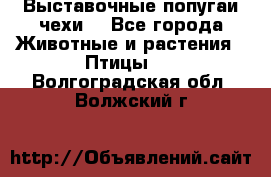 Выставочные попугаи чехи  - Все города Животные и растения » Птицы   . Волгоградская обл.,Волжский г.